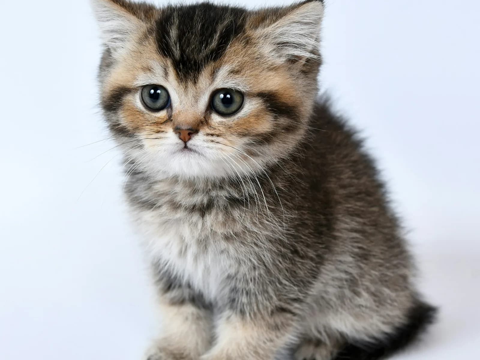 Кошеня британської породи, дівчинка
